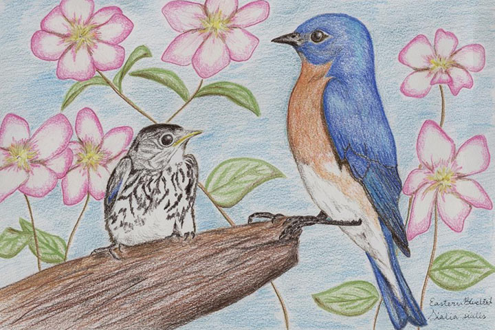 Стартовал дистанционный конкурс детского рисунка, приуроченный к Международному дню птиц